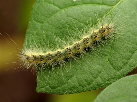 hairy green caterpillar|tiny green caterpillar identification.